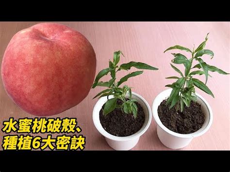 水蜜桃籽可以種嗎|水蜜桃好吃，但你知道它的栽種技術嗎？怎樣高產又優。